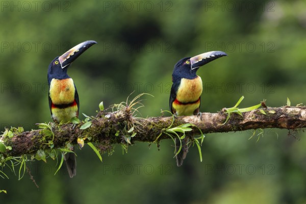 Collared Aracari (Pteroglossus torquatus), Toucans (Ramphastidae), Laguna del Lagarto Lodge, Alajuela, Costa Rica, Central America