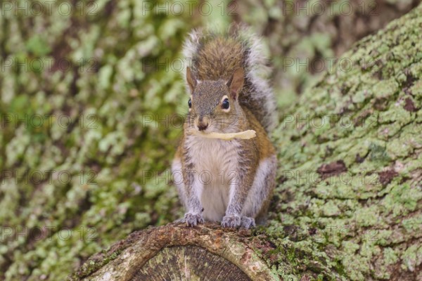 American grey squirrel (Sciurus carolinensis), sitting on a moss-covered tree trunk in the forest, Pembroke Pines, Florida, USA, North America