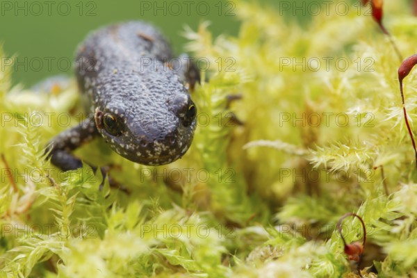 Smooth or Common newt (Lissotriton vulgaris) adult amphibian on moss, England, United Kingdom, Europe