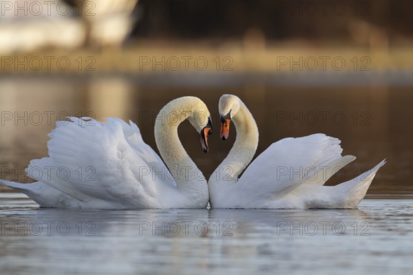 Mute swan (Cygnus olor) two adult birds performing their courtship love display on a lake, England, United Kingdom, Europe