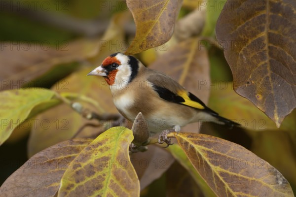 European goldfinch (Carduelis carduelis) adult bird on a garden Magnolia tree with autumn colour leaves, England, United Kingdom, Europe