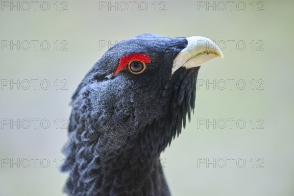 Western capercaillie (Tetrao urogallus) male (cock) portrait, Bavaria, Germany, Europe