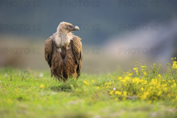 Griffon Vulture (Gyps fulvus) sitting on a flowering meadow in autumn, Pyrenees, Catalonia, Spain, Europe