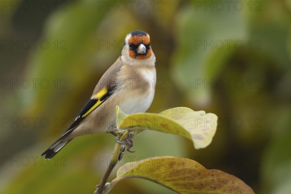 European goldfinch (Carduelis carduelis) adult bird in a garden Magnolia tree with autumn leaves, England, United Kingdom, Europe