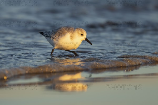 Sanderling (Calidris alba) adult wading bird in winter plumage on a beach, Norfolk, England, United Kingdom, Europe