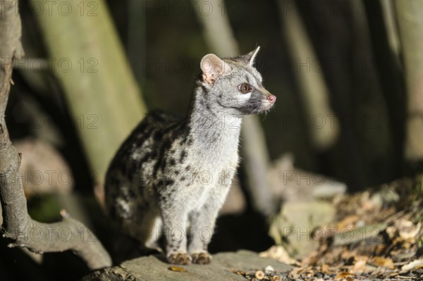 Common genet (Genetta genetta), wildlife in a forest, Montseny National Park, Catalonia, Spain, Europe