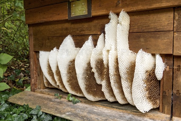 Honeycomb abandoned by colony, honeycomb, wild natural burrow on outside of hive, light-coloured beeswax, dark-coloured cells for brood, rearing and pollen storage, Western European honeybee (Apis mellifera), Nidda, Wetterau, Hesse, Germany, Europe