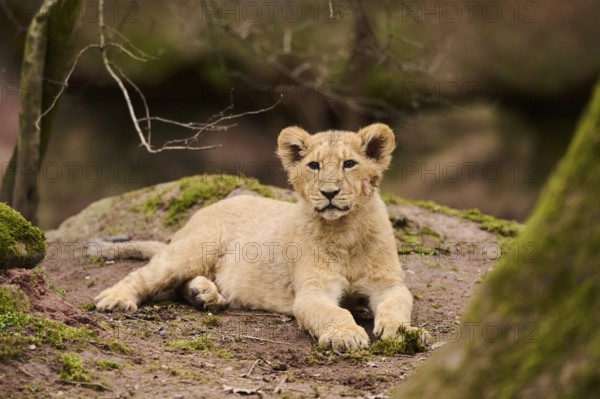 Asiatic lion (Panthera leo persica) cub lying on the ground, captive