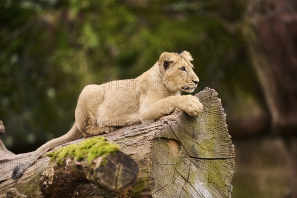 Asiatic lion (Panthera leo persica) cub lying on a tree trunk, captive