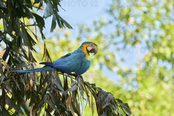 Yellow-breasted Macaw (Ara ararauna) Colombia