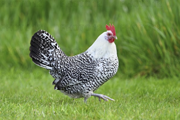 East Frisian Gull standing in a meadow, chicken breed with good utilisation characteristics, Texel, North Holland, Netherlands