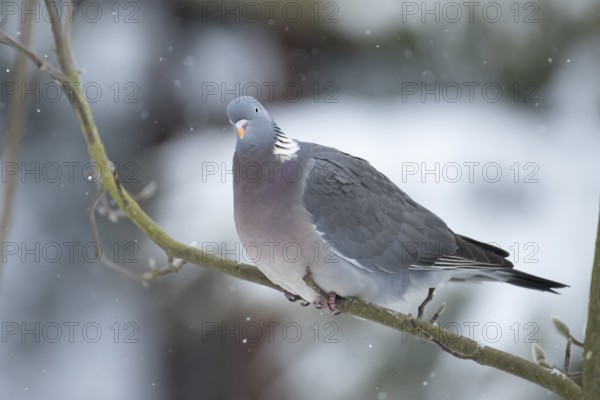 Wood pigeon (Columba palumbus) adult bird on a tree branch in a snow covered garden in winter, England, United Kingdom, Europe