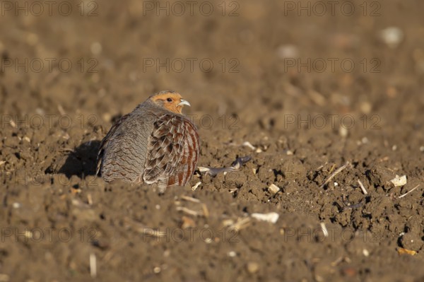 Grey or Hungarian or English partridge (Perdix perdix) adult bird in a farmland field, England, United Kingdom, Europe