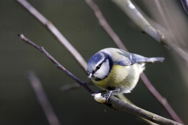Blue tit (Cyanistes caeruleus), close-up, songbird, cute, bird feeder, winter, A blue tit sits on a branch and pecks at a peanut kernel