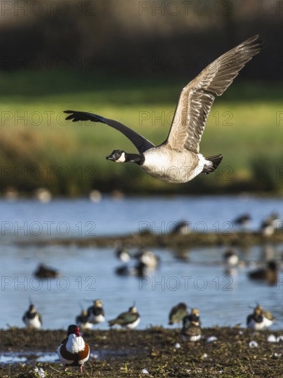 Canada Goose, Branta canadensis bird in flight over winter Marshes, Devon, England, United Kingdom, Europe