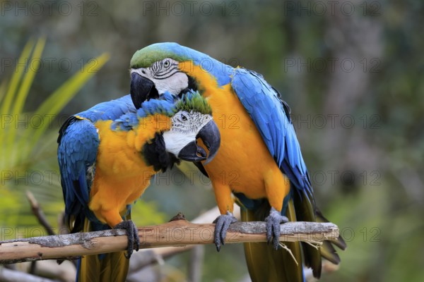 Yellow-breasted Macaw (Ara ararauna), adult, perch, pair, social behaviour, plumage care, South America