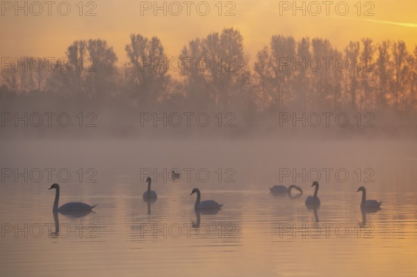 Mute swans (Cygnus olor) swimming on a pond at sunrise, warm morning light, trees, fog, Thuringia, Germany, Europe