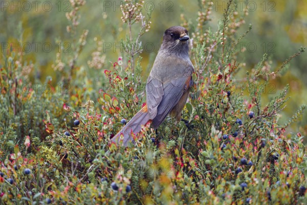 Unlucky jay (Perisoreus infaustus), among blueberries, back view, tail feathers spread out, autumn mood, Northern Finland, Finland, Europe