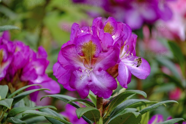 Close-up of a pink rhododendron flower with an insect on the petals, Lower Saxony, Germany, Europe