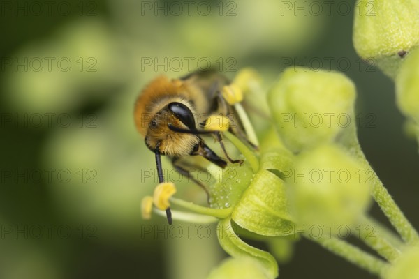 Ivy bee (Colletes hederae) adult insect feeding on an Ivy flower in summer, England, United Kingdom, Europe
