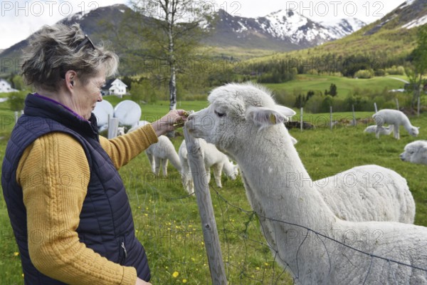 Woman, senior feeding an alpaca with dandelion, Norway, Europe