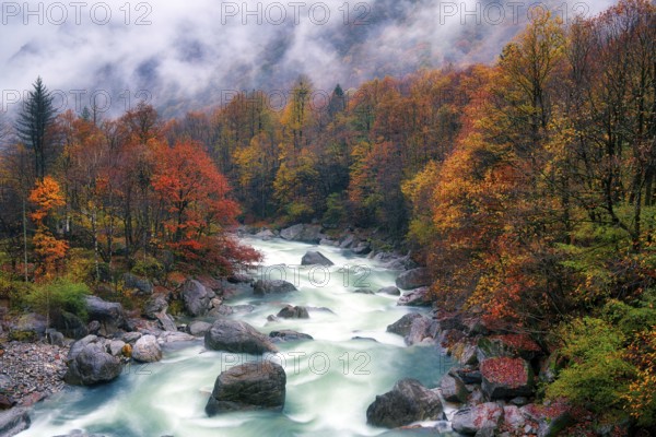 Verzasca river lined with autumn-coloured deciduous trees, rainy and foggy Verzasca valley, Canton Ticino, Switzerland, Europe