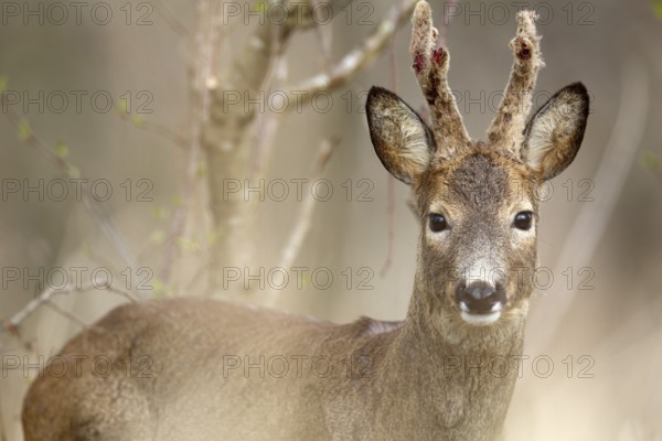 Roe deer close-up looking into the camera, natural environment, European roe deer (Capreolus capreolus) in the undergrowth, roebuck in the bast, Flusslandschaft Peenetal nature park Park, Mecklenburg-Western Pomerania, Germany, Europe