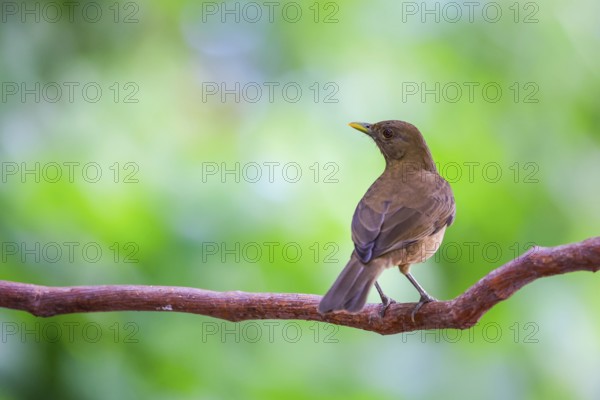 Yellow Thrush (Turdus grayi), Alajuela, Costa Rica, Central America