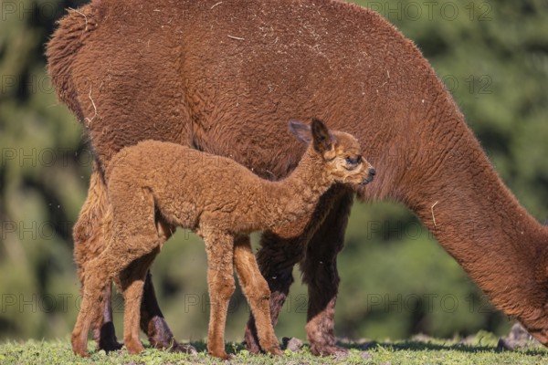 Brown female Alpaca (Vicugna pacos) with her newborn standing in green grass, with a green forest in the distant background
