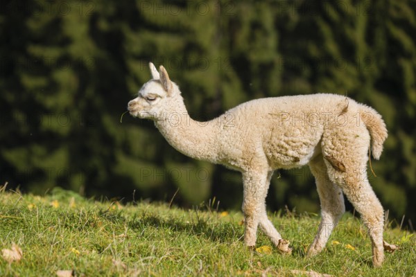 One young white Alpaca (Vicugna pacos) stands on a green meadow . A forest is in the distant background