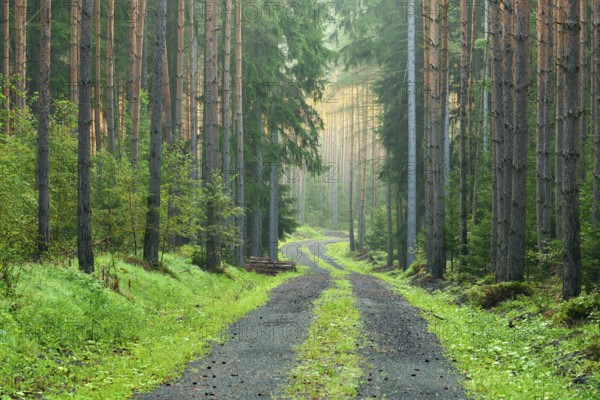 Forest path through spruce forest in the first morning light, Saale-Holzland district, Thuringia, Germany, Europe