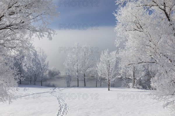 Lake Kochelsee in Bavaria, Germany. River Loisach leaving the lake. Winter, hoar frosted trees standing riverside in fog mixed with sunlight