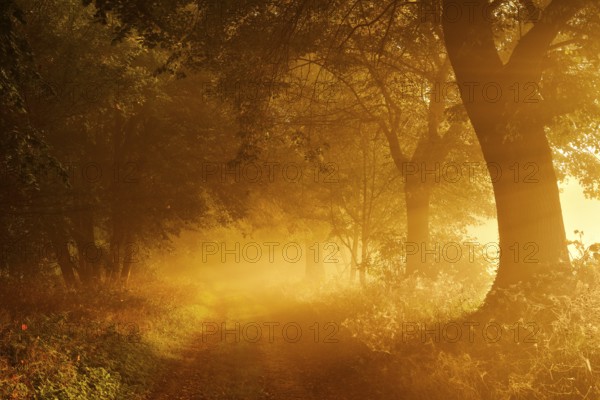 Field path through avenue in the first morning light, sunbeams in the morning mist, Freyburg (Unstrut), Saxony-Anhalt, Germany, Europe