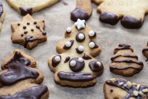Christmas biscuits with chocolate decoration in the shape of stars and fir trees on baking paper, Germany, Europe