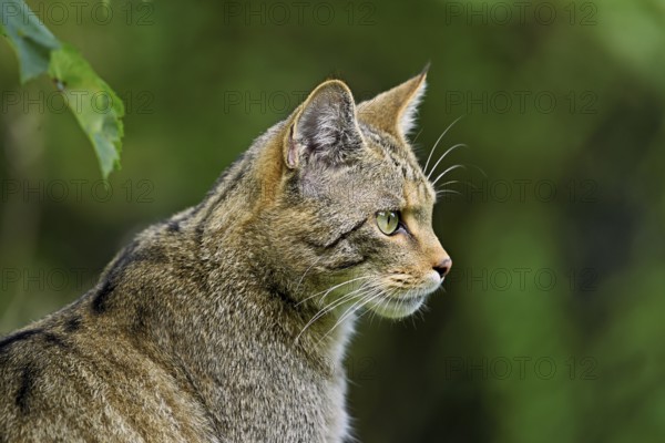European wildcat or forest cat (Felis silvestris), captive, Switzerland, Europe