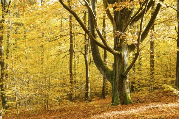 Old beech (Fagus) in autumnal deciduous forest near Groß Radisch, Hohendubrau, Saxony, Germany, Europe