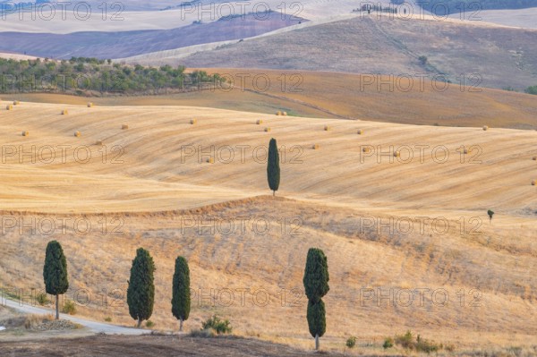 Typical Tuscan landscape in Val d'Orcia with hills, trees, fields, cypresses and farm road in autumn, sunset, gladiator film location, San Quirico d'Orcia, Val d'Orcia, Orcia Valley, UNESCO World Heritage Site, Siena Province, Tuscany, Italy, Europe