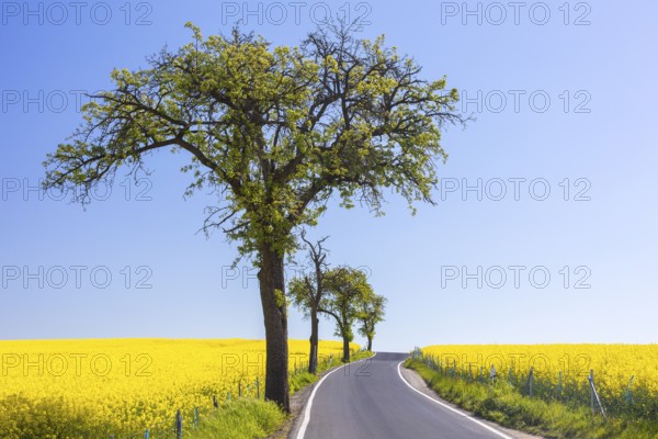 Small country road with fruit trees between flowering rape fields (Brassica napus) near Marsdorf, Dresden, Saxony, Germany, Europe