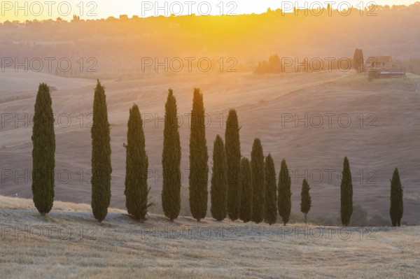Cypress tres in a typical Tuscan landscape in Val d'Orcia with hills at sunrise in summer, Tuscany, Italy, Europe