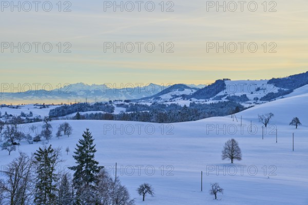 Snowy hilly landscape at sunrise with groups of trees and mountains in the background, Menzingen, Zug, Canton Zug, Switzerland, Europe