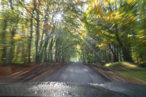 Driving on a country road through a forest, Mecklenburg-Vorpommern, Germany, Europe