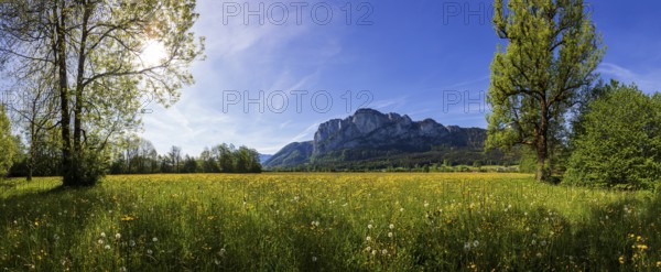 Spring flower meadow with Drachenwand, Mondseeland, Salzkammergut, Upper Austria, Austria, Europe