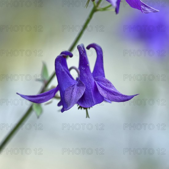 Columbine (Aquilegia vulgaris), blue flower at the edge of a forest, Wilnsdorf, North Rhine-Westphalia, Germany, Europe