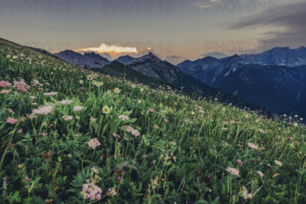 Hiking tour on the Hönig mountain in the Lechtal valley near Berwang in Tyrol, Austria, Europe