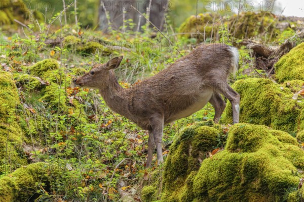 A female sika deer (Cervus nippon) stands on a meadow in hilly terrain at the edge of a forest and searches for food on moss-covered rocks