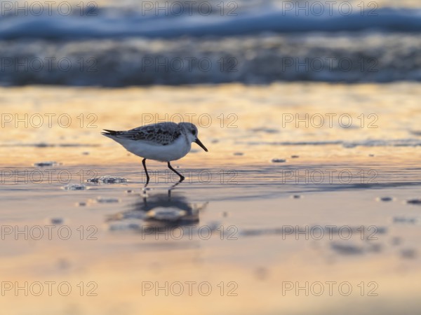 Sanderling (Calidris alba), foraging for food at low tide at the edge of the beach, the setting sun is reflected in the sea, island of Texel, Holland