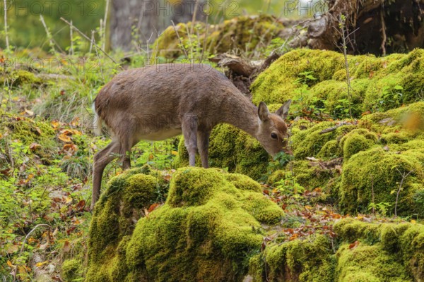 A female sika deer (Cervus nippon) stands on a meadow in hilly terrain at the edge of a forest and searches for food on moss-covered rocks