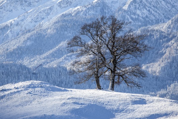 Group of trees in winter, snow-covered mountain landscape in the background, near Schöllang, Oberallgäu, Allgäu, Bavaria, Germany, Europe