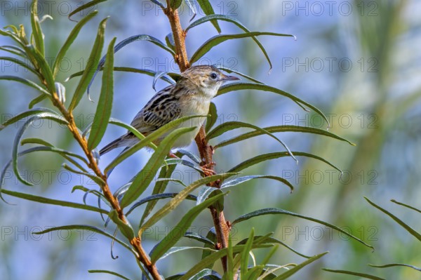 Zitting cisticola, streaked fantail warbler (Cisticola juncidis) perched in bush