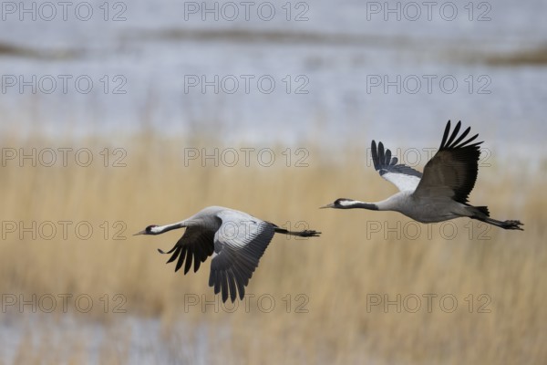 Common crane (Grus grus), Hornborga, Sweden, Europe